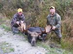 Maine Trophy Moose hunting