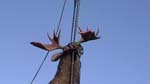 Trophy Maine Moose