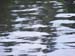 Maine Musky Fishing 2009 (12)