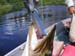 Maine Musky Fishing 2009 (19)