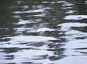 Maine Musky Fishing#1927683