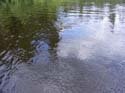 Maine Musky Fishing#192768C