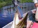Maine Musky Fishing#1927698