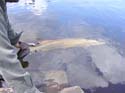 Maine Musky Fishing#1927734
