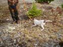 Maine Woodcock Hunting