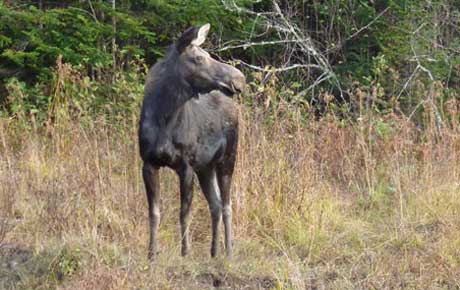 Maine cow moose lottery