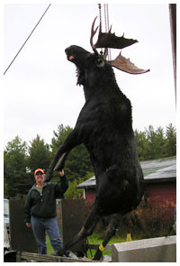 Trophy Moose