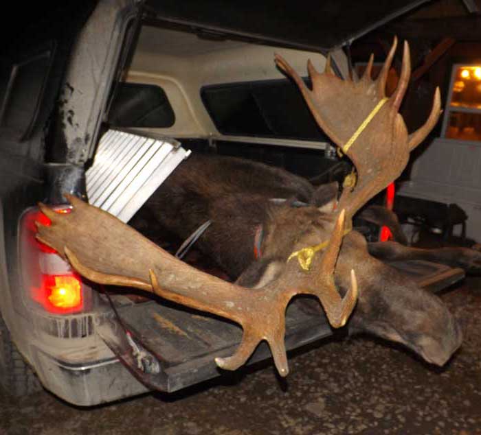 Guided Moose hunting in Maine