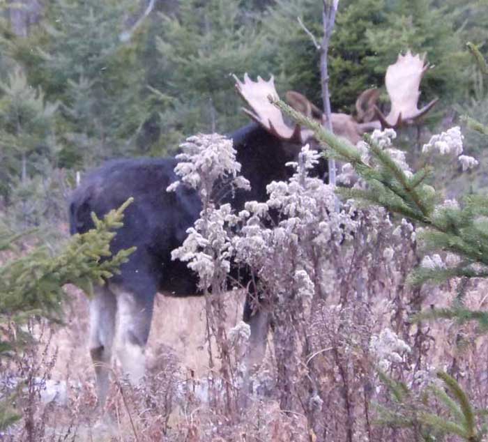 Guided Moose hunting in Maine