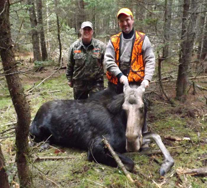 Guided Moose hunting in Maine