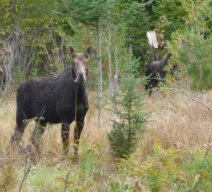 Guided Moose hunting in Maine