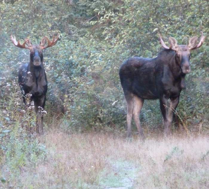 Guided Moose hunting in Maine
