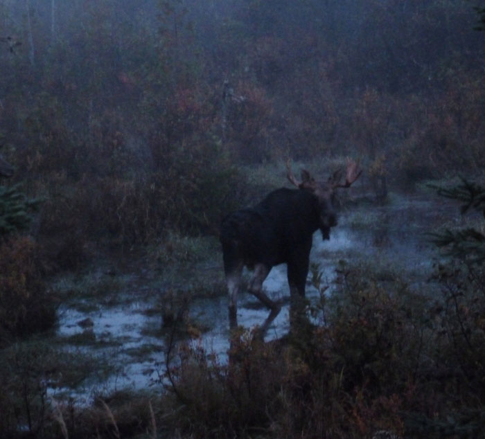 Ross Lake Camps Maine Moose Hunting
