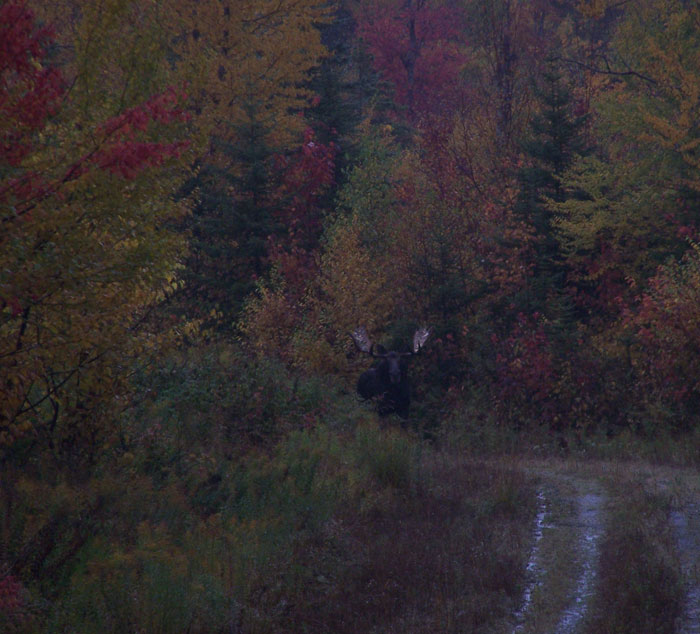 Ross Lake Camps Maine Moose Hunting