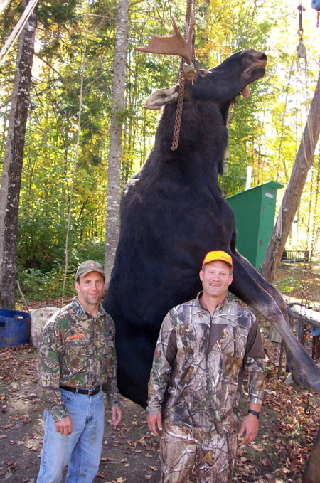 Trophy large moose in Maine's North Woods at Ross Lake Camps
