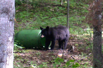 Bear_Season_2003h