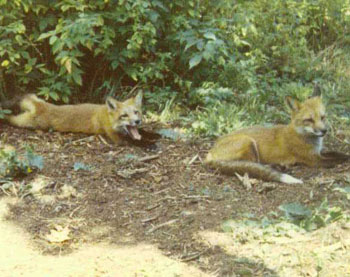 hunting3