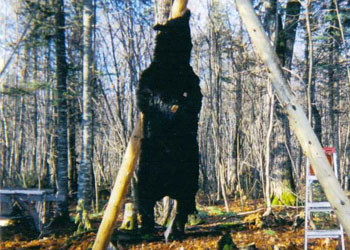 hunting_bear4