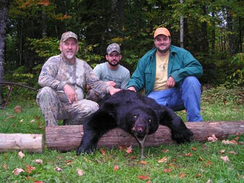 maine-bear