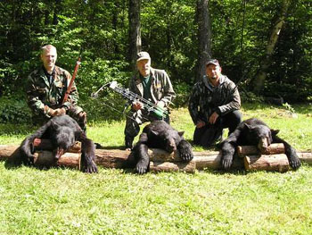 north-maine-bear