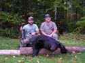 maine-bear2
