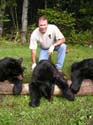 maine-bear5