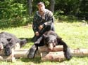 maine-bear6