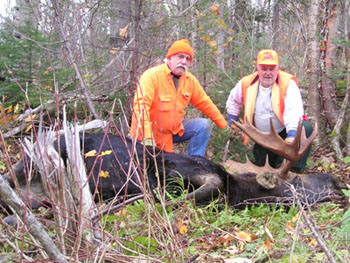 maine_moose2