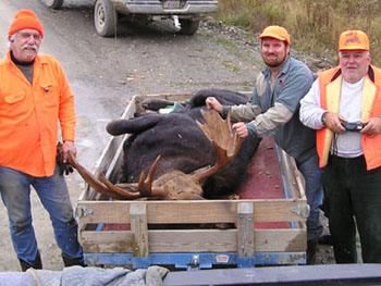 maine_moose3