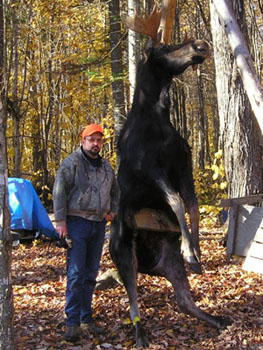 maine_moose4