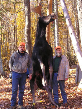 maine_moose5