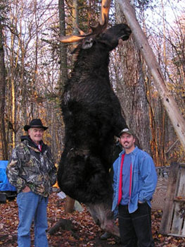 maine_moose6