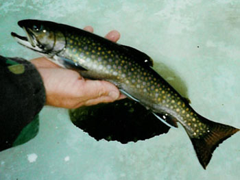 icefishing4