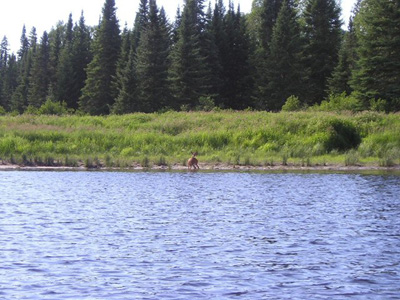 doe_deer