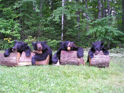 maine_bears