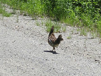 Grouse4