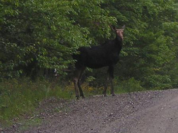 MaineMoose2