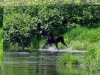 Moose