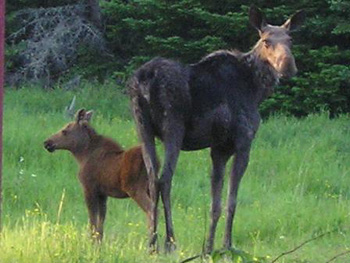 MooseHunt