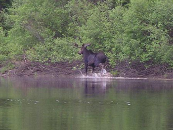 MooseHunting