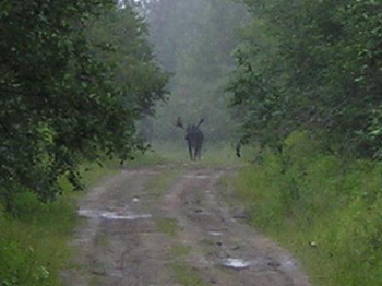 TrophyMoose