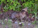 Grouse5