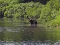 MaineMoose