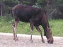 MaineMooseHunt