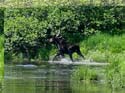 Moose