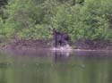 MooseHunting