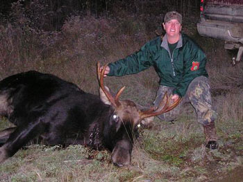 moose-5
