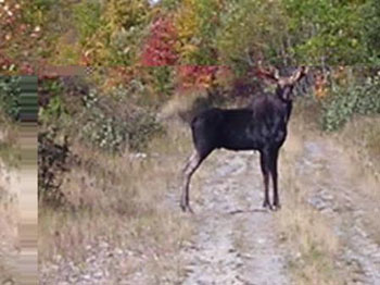 moose-road