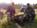 moose-3