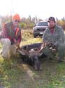 moose-4